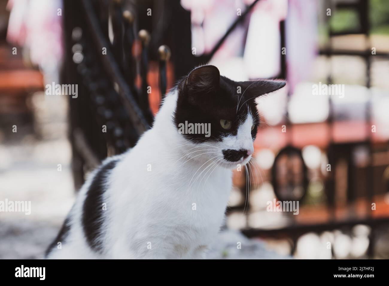 Pretty black and white cat with a pink nose looks down at the crowds