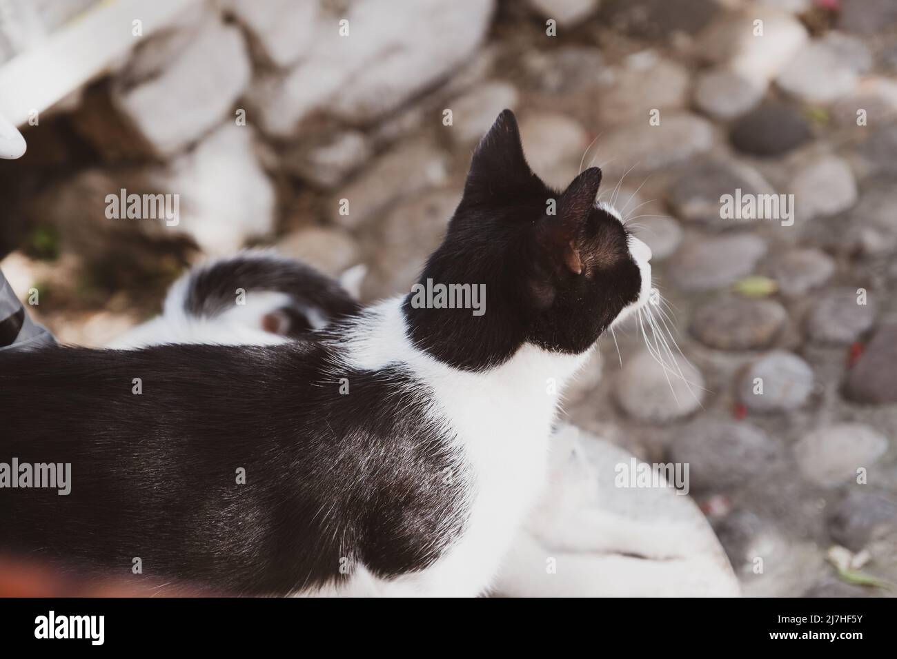 Pretty black and white cat looks at tourists Stock Photo - Alamy