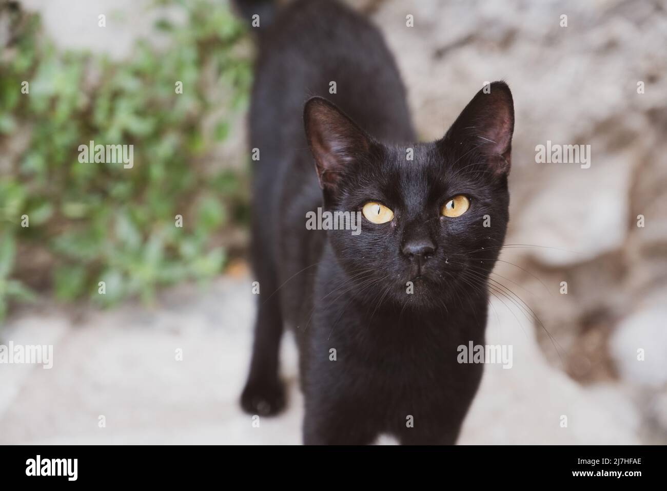 Pretty black cat with orange eyes looks at the camera Stock Photo - Alamy