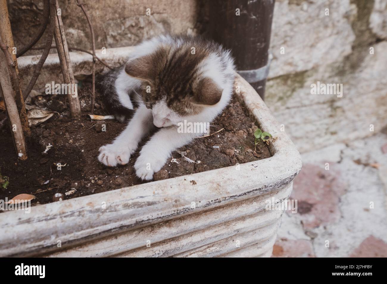 Small kitten sits in flower pot Stock Photo