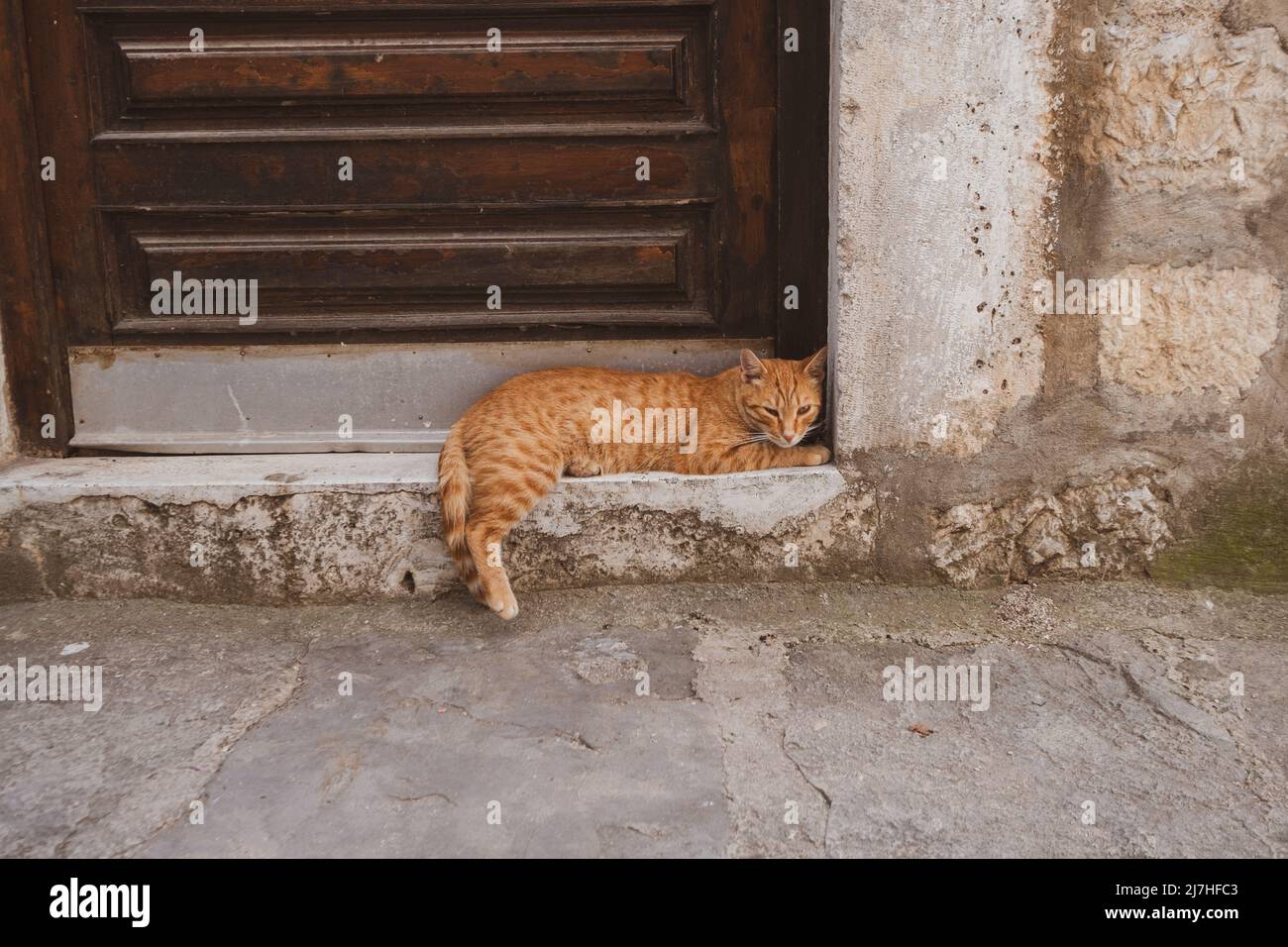 Beautiful marmalade cat sits in doorway Stock Photo
