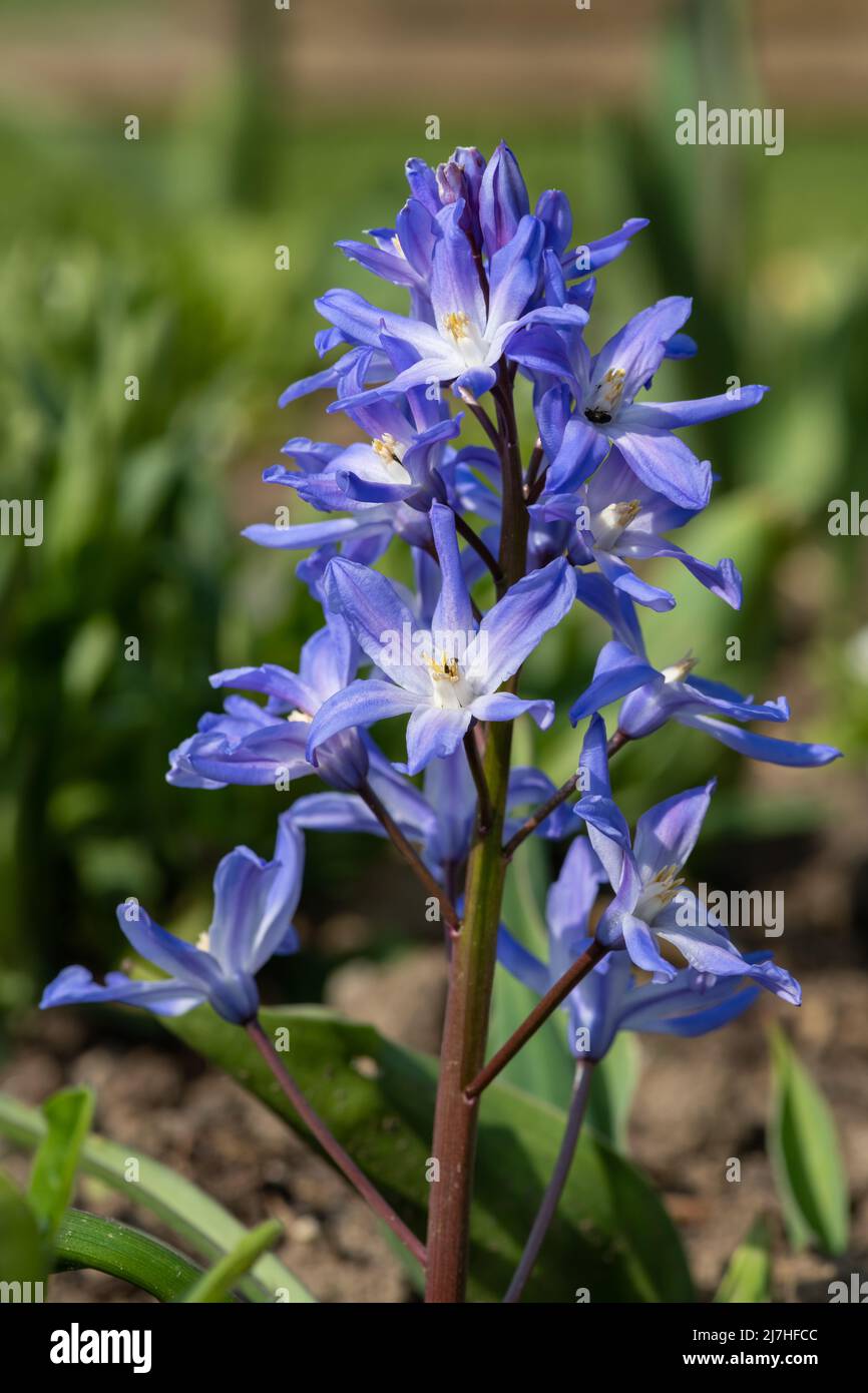 Close up of glory of the snow (scilla forbesii) flowers in bloom Stock Photo