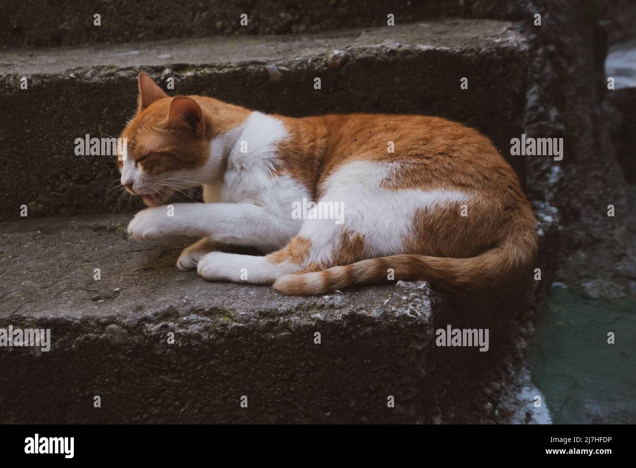 Cat sat on steps grooming Stock Photo