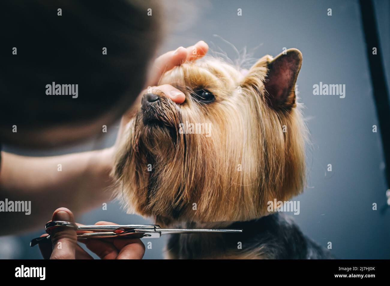 York haircut and care Stock Photo Alamy