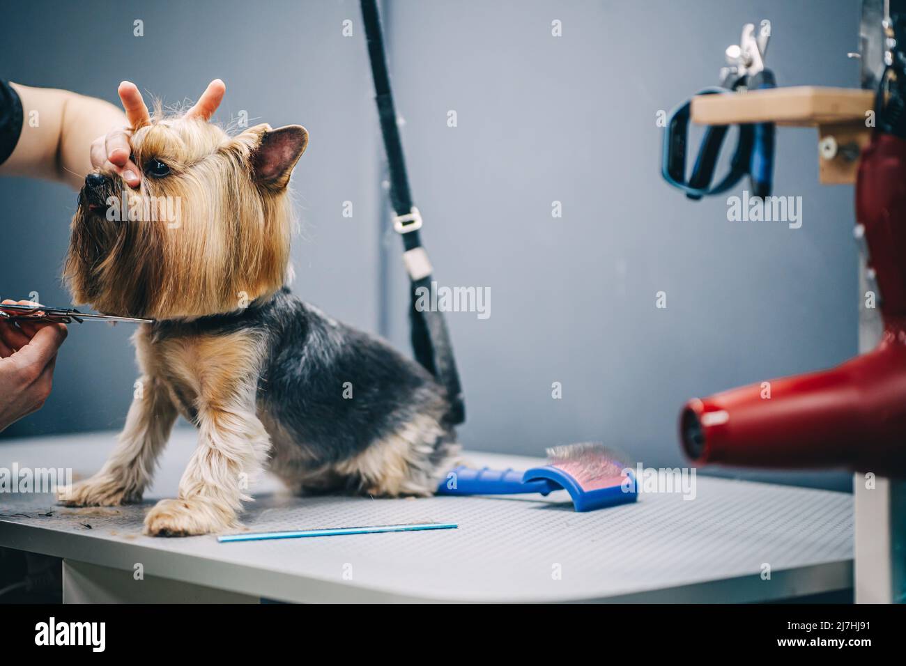 York haircut and care Stock Photo Alamy