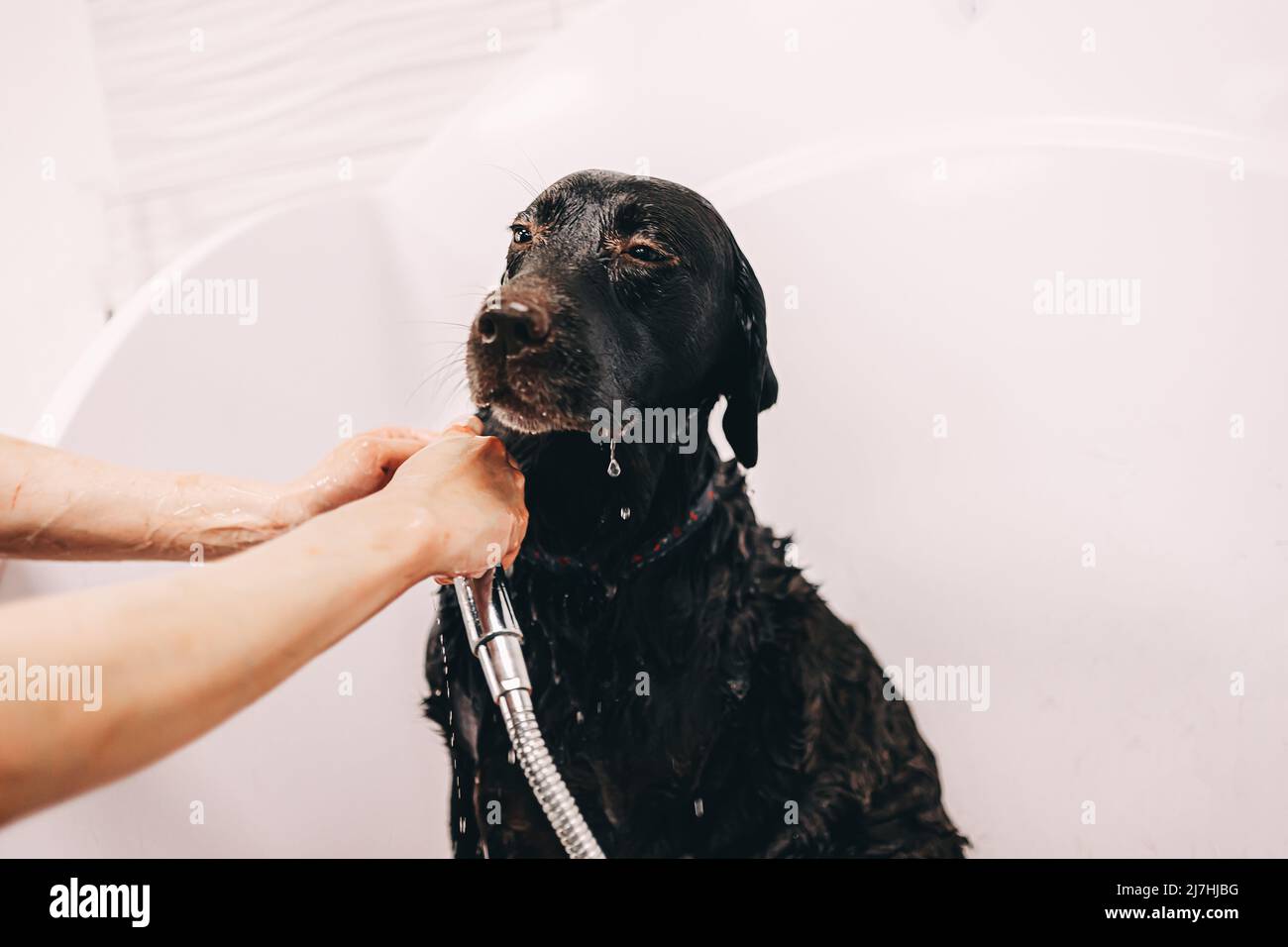 The dog takes a shower Stock Photo Alamy