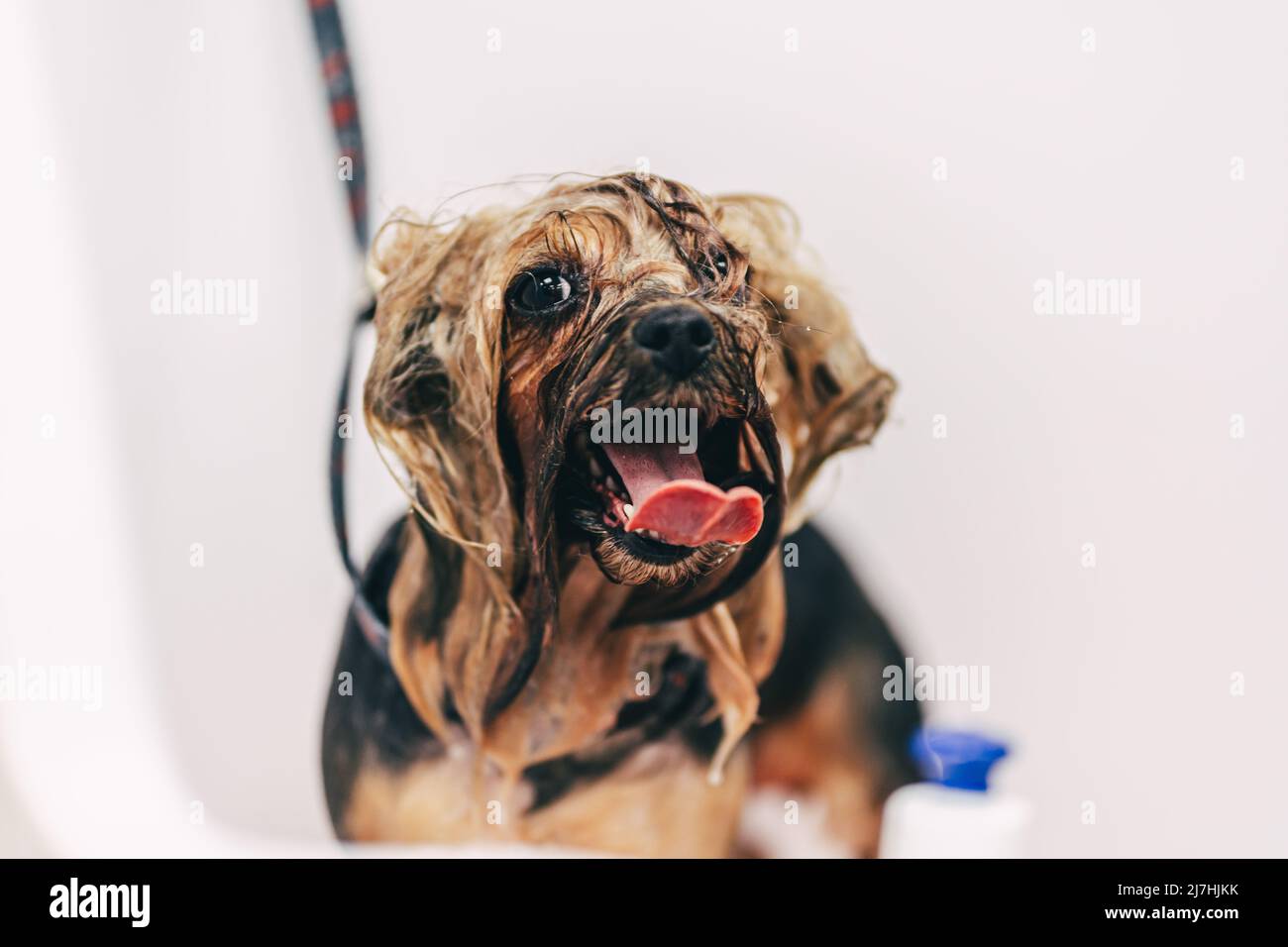 The dog takes a shower Stock Photo Alamy