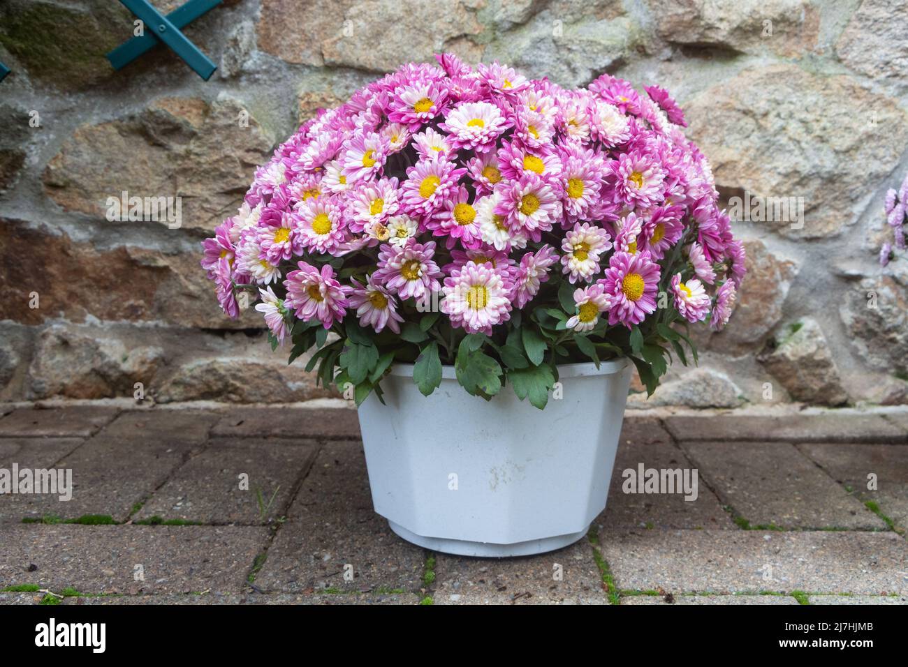 Close up on chrysanthemum plant for tombstones for All Saints Day Stock Photo