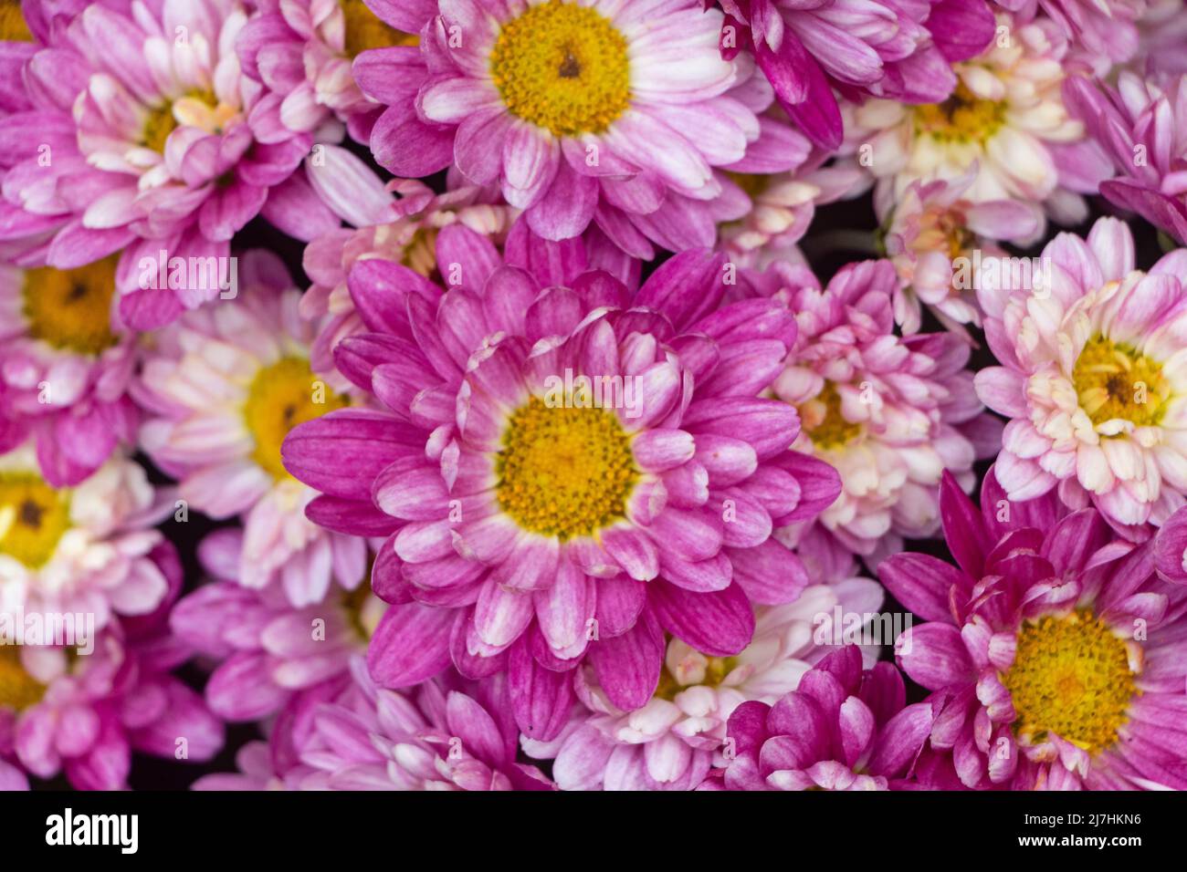 Close up on chrysanthemum plant for tombstones for All Saints Day Stock Photo