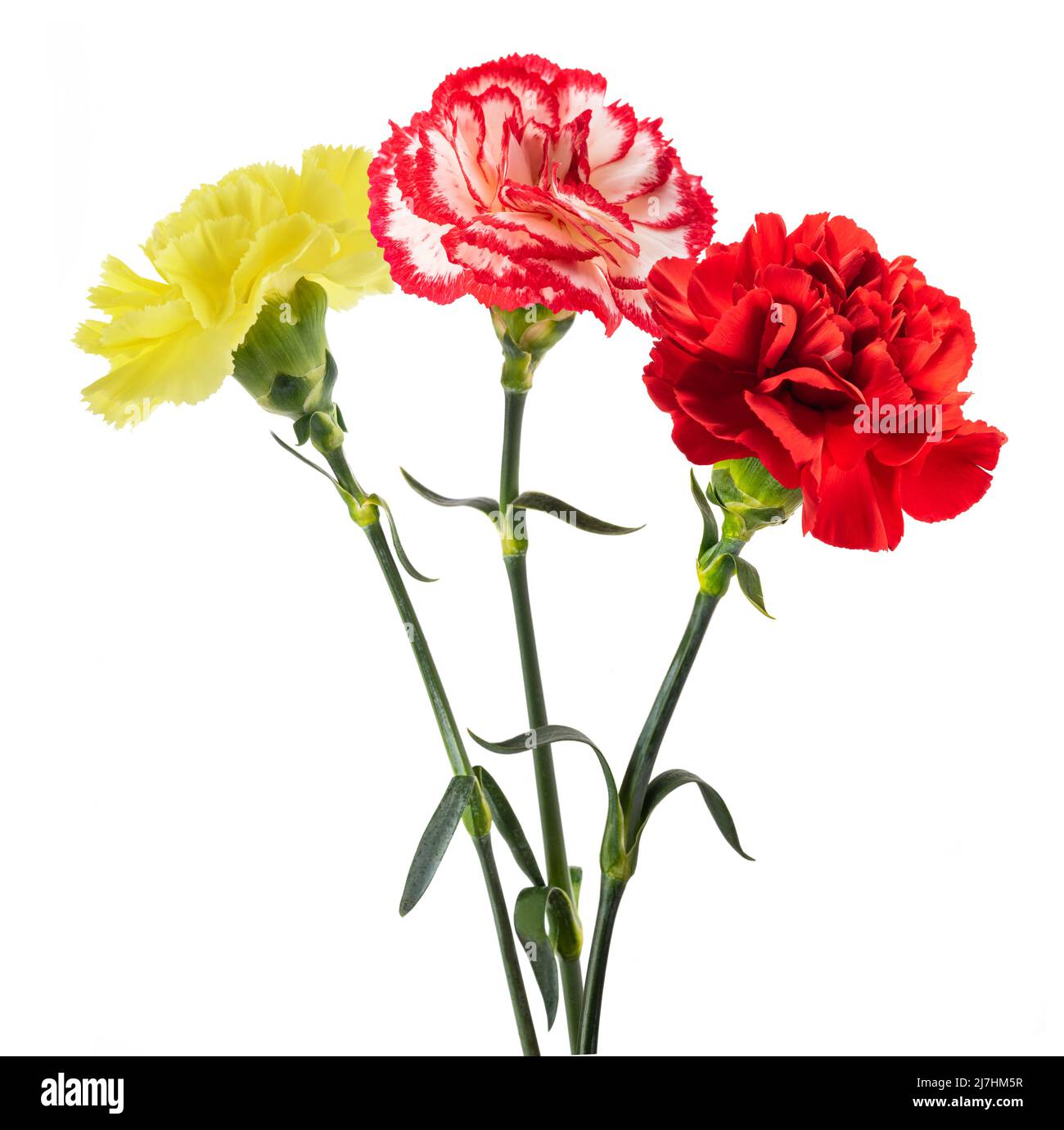 Carnation flowers isolated on white background Stock Photo