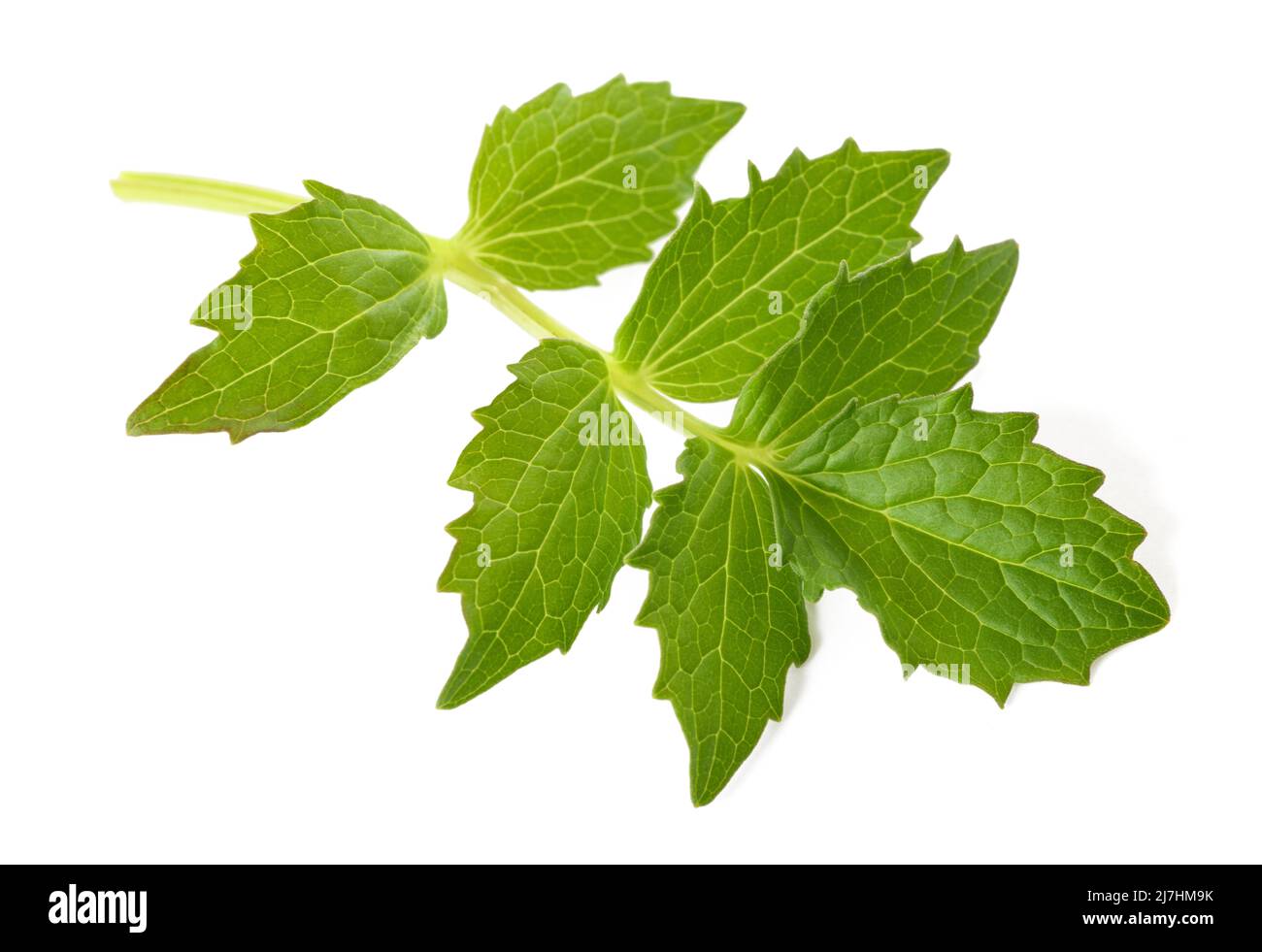 Fresh Valerian leaf isolated on white background Stock Photo