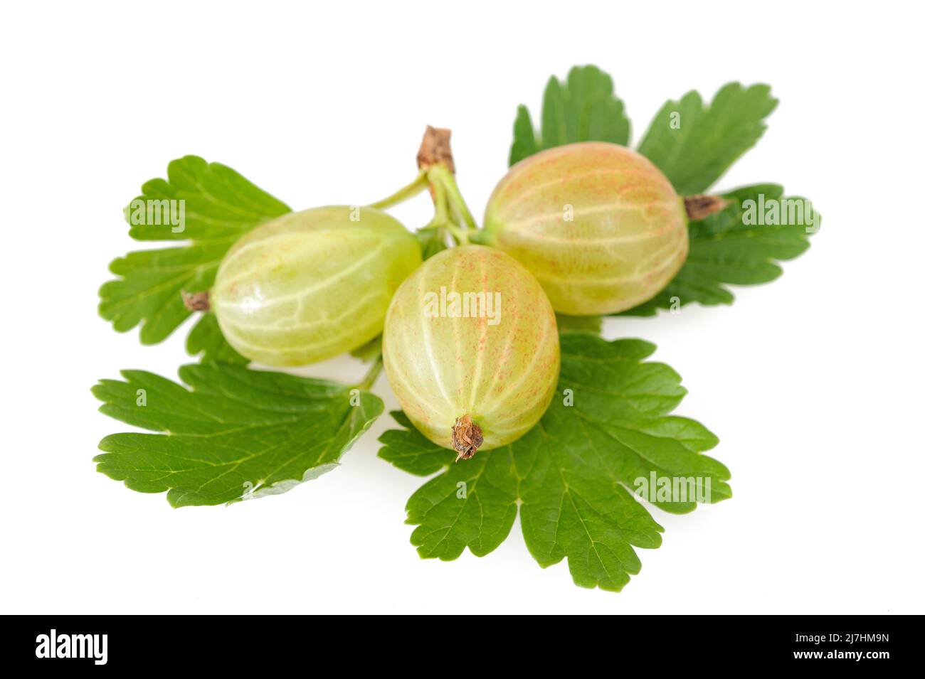 Gooseberry (Ribes uva-crispa) isolated on white background Stock Photo