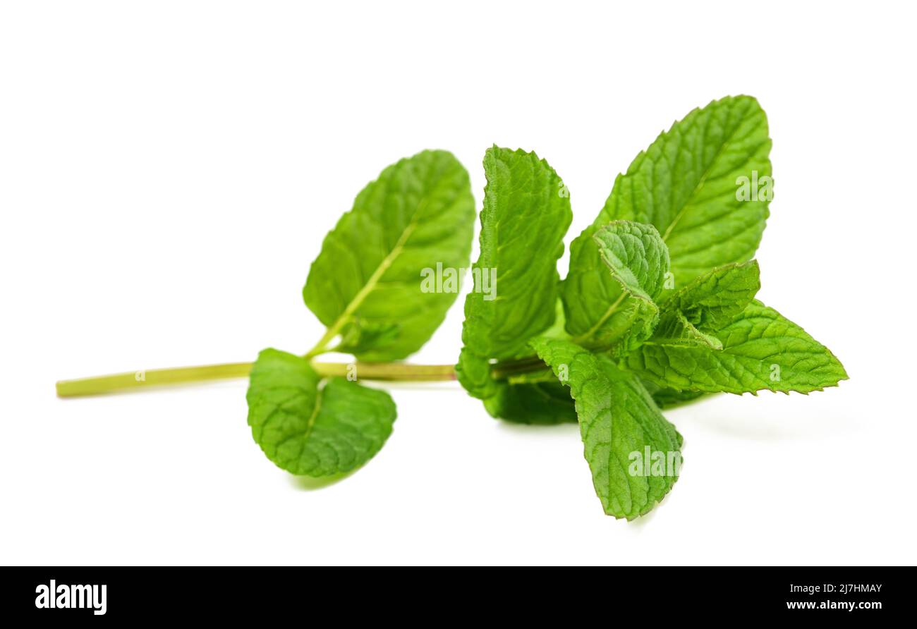 Fresh mint sprig isolated on white background Stock Photo
