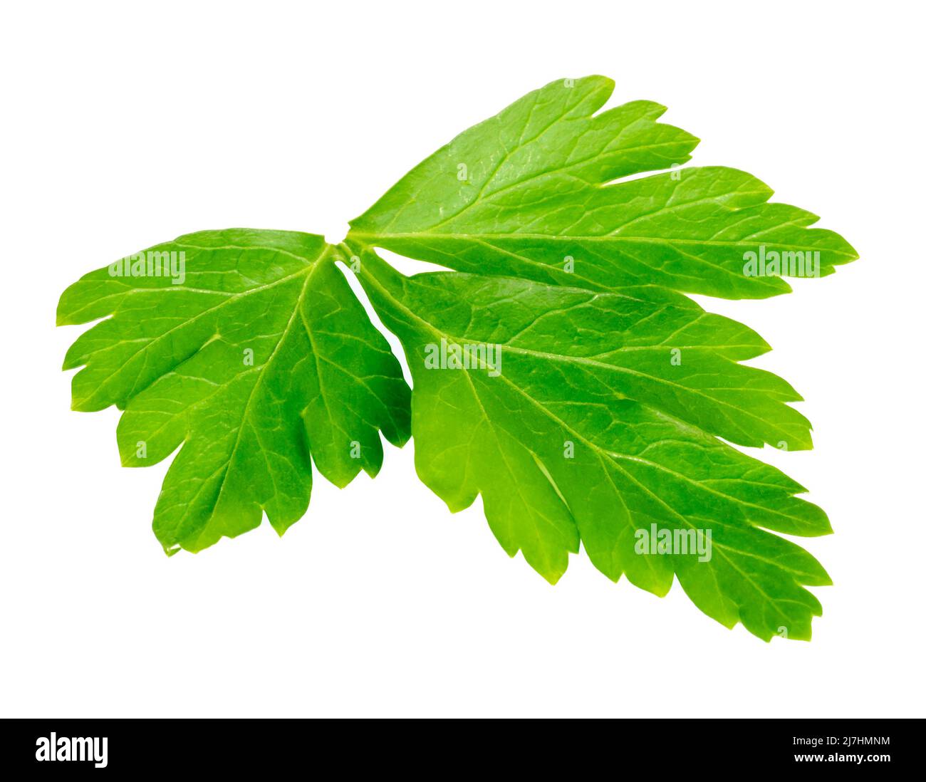 Parsley leaf isolated on white background. Fresh green parsley Stock ...