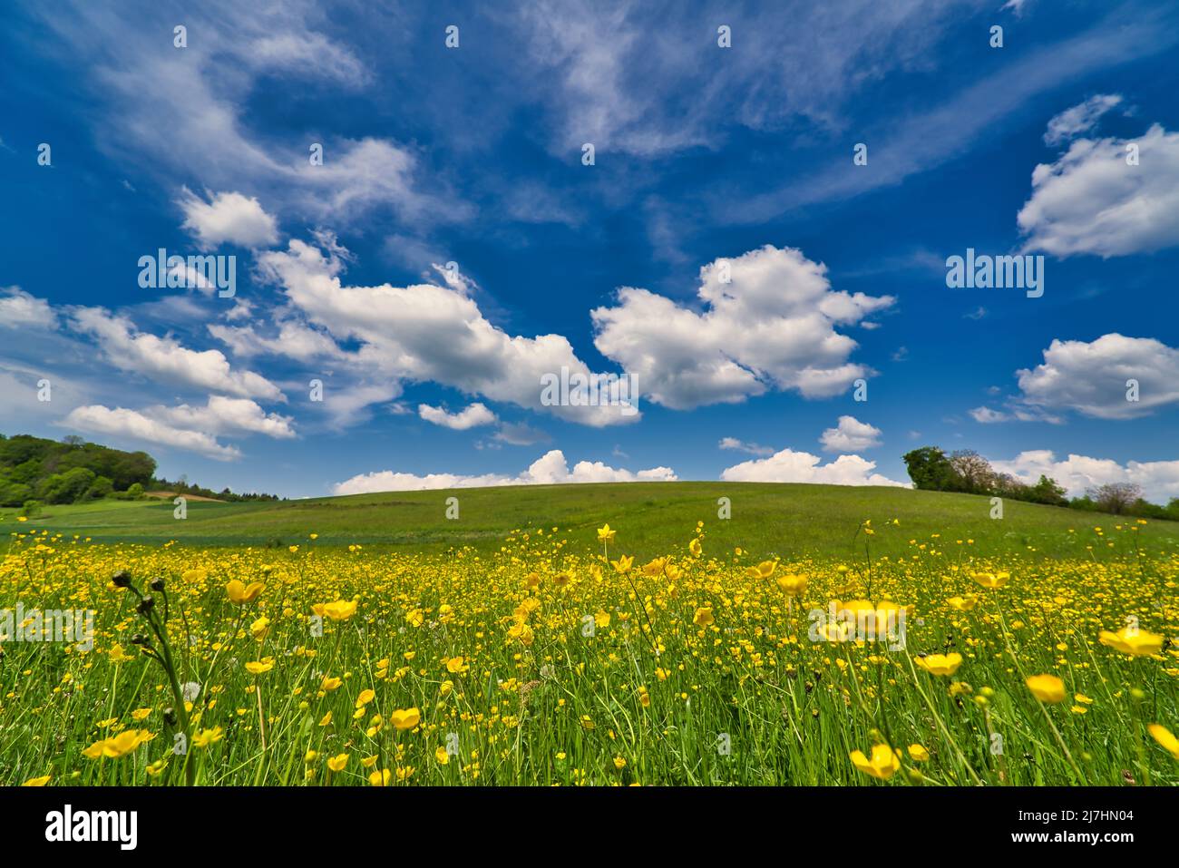 Beautiful meadow field with fresh grass and yellow dandelion flowers in ...