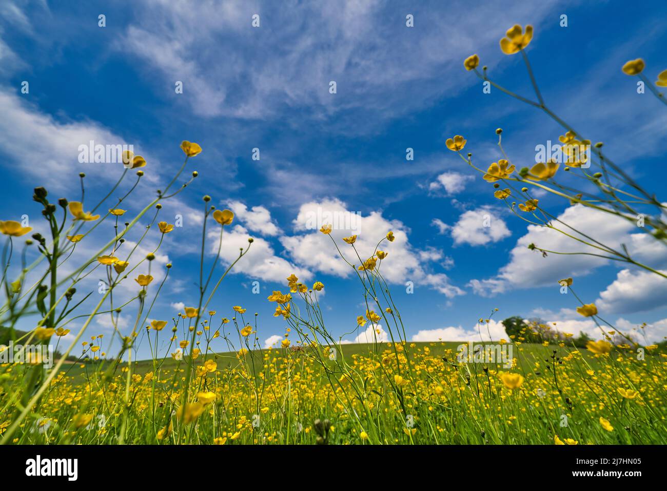 Beautiful meadow field with fresh grass and yellow dandelion flowers in ...