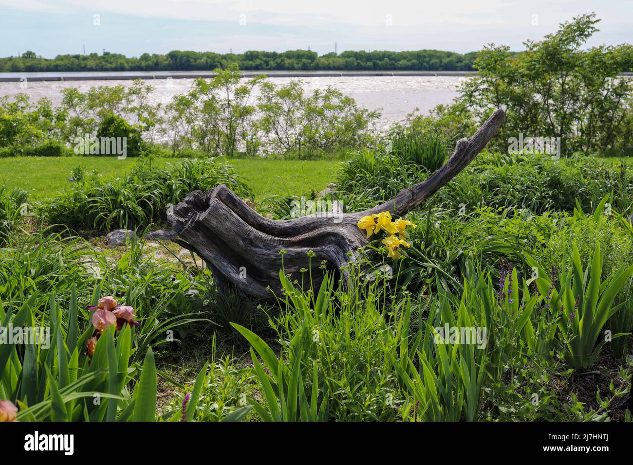 A large driftwood in a park by the Ohio River  in Louisville Kentucky Stock Photo