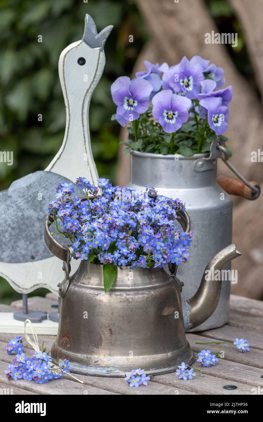 easter decoration with me not flowers in vintage tea pot, viola