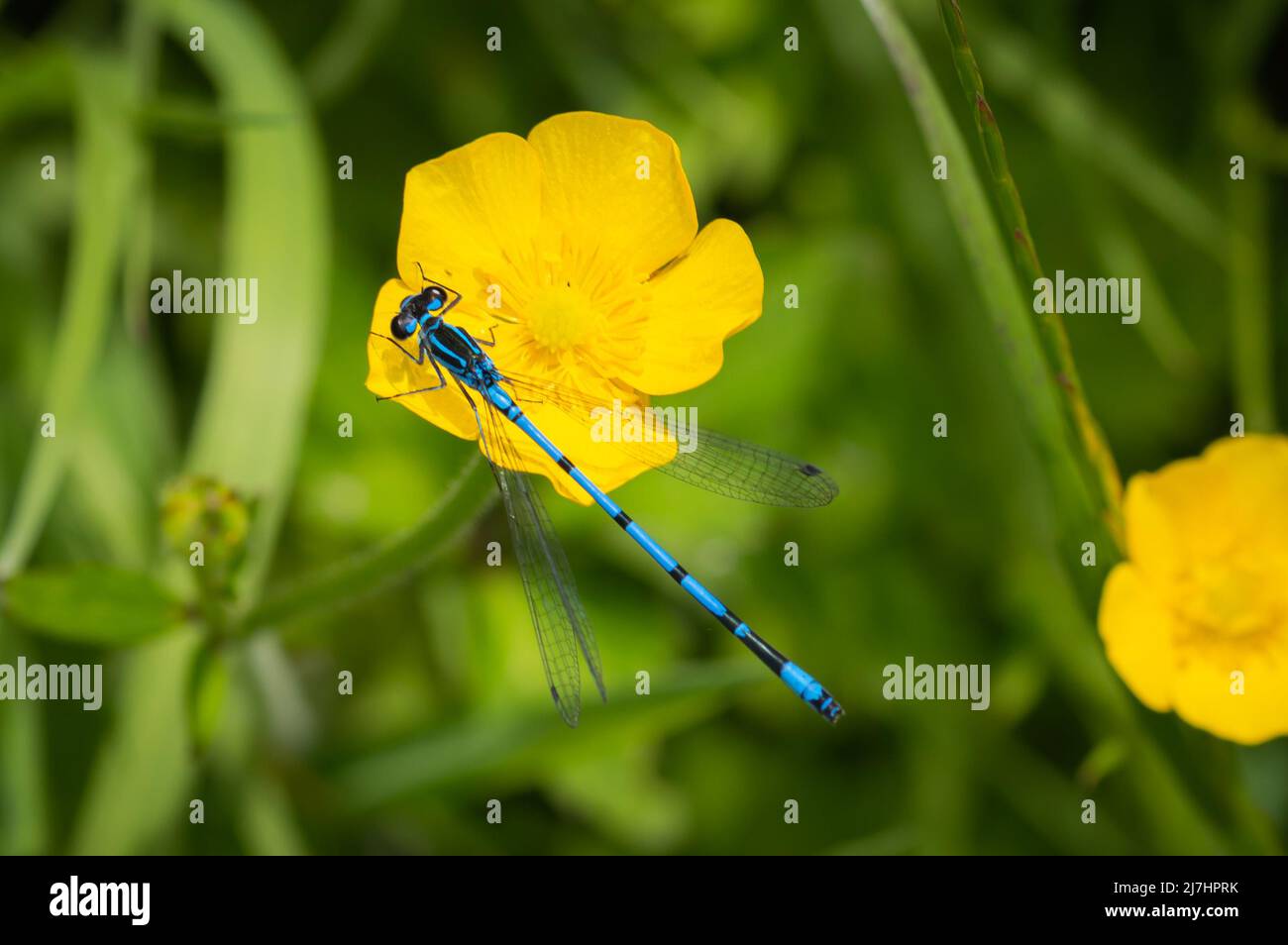 Common Blue butterfly on a buttercup Stock Photo Alamy
