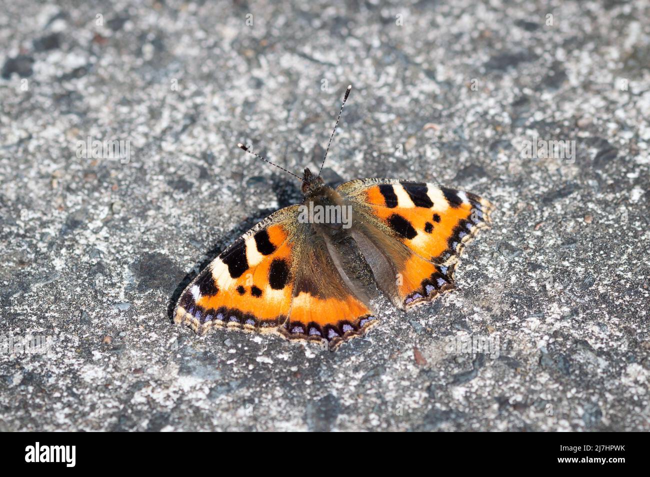 Small Tortoiseshell butterfly on stony ground Stock Photo