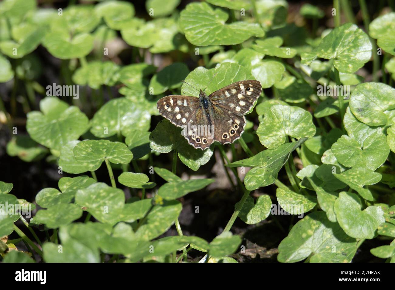 Speckled Wood butterfly on shiny green leaves Stock Photo
