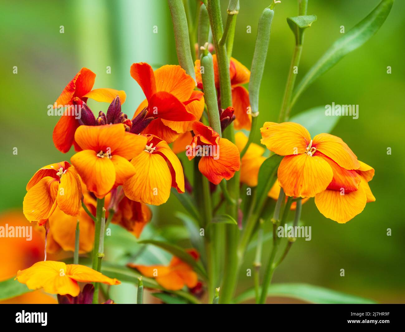 Fragrant blooms of the  spring flowering biennial wallflower, Erysimum allioni 'Orange Bedder' Stock Photo