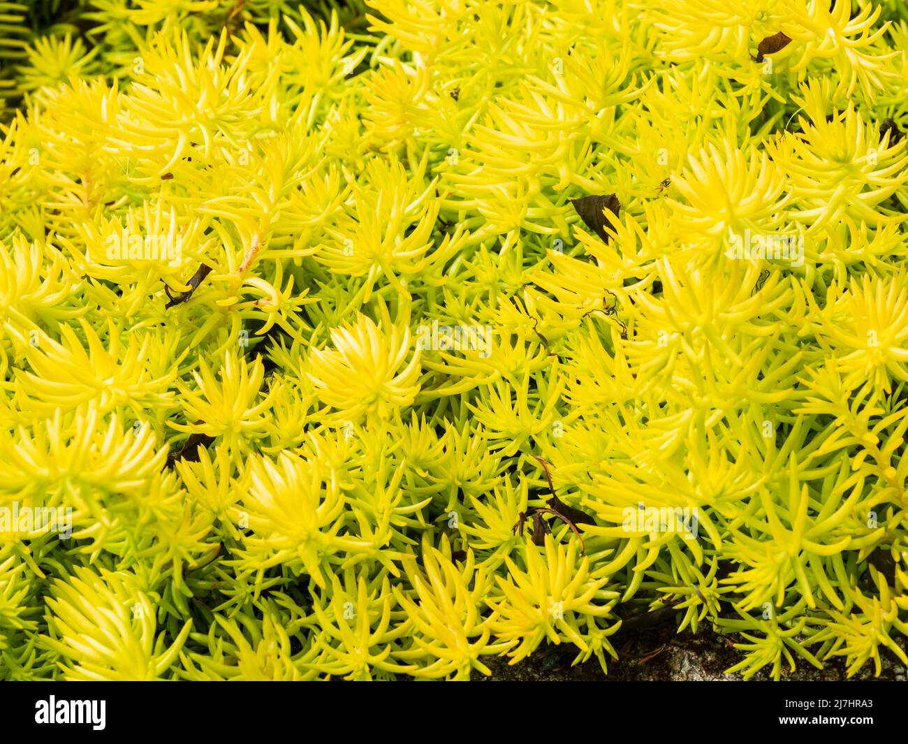 Spiky, rich yellow leaves of the hardy, carpeting, crooked yellow stonecrop, Sedum rupestre 'Angelina' Stock Photo