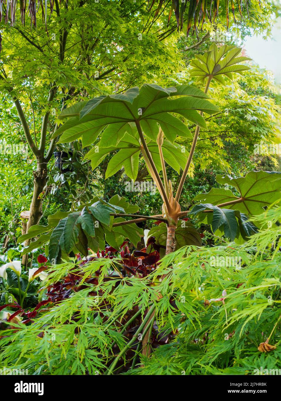 Developing foliage of the giant leaved rice paper plant, Tetrapanax ...