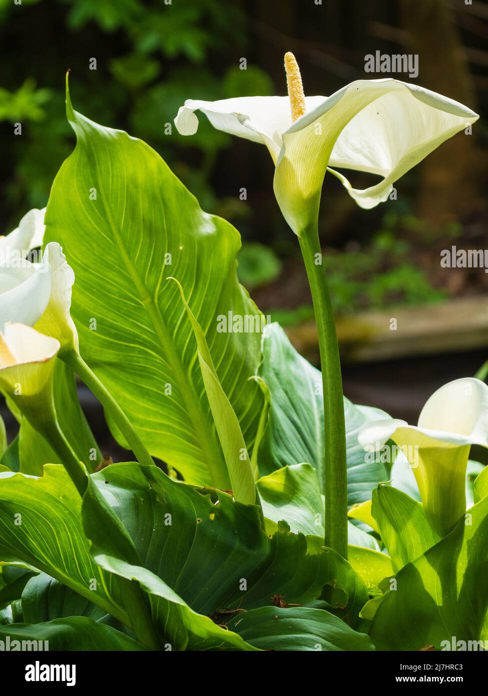 White spathed flower of the hardiest calla lily, Zantedeschia aethiopica 'Crowborough' stands above the large leaved foliage Stock Photo