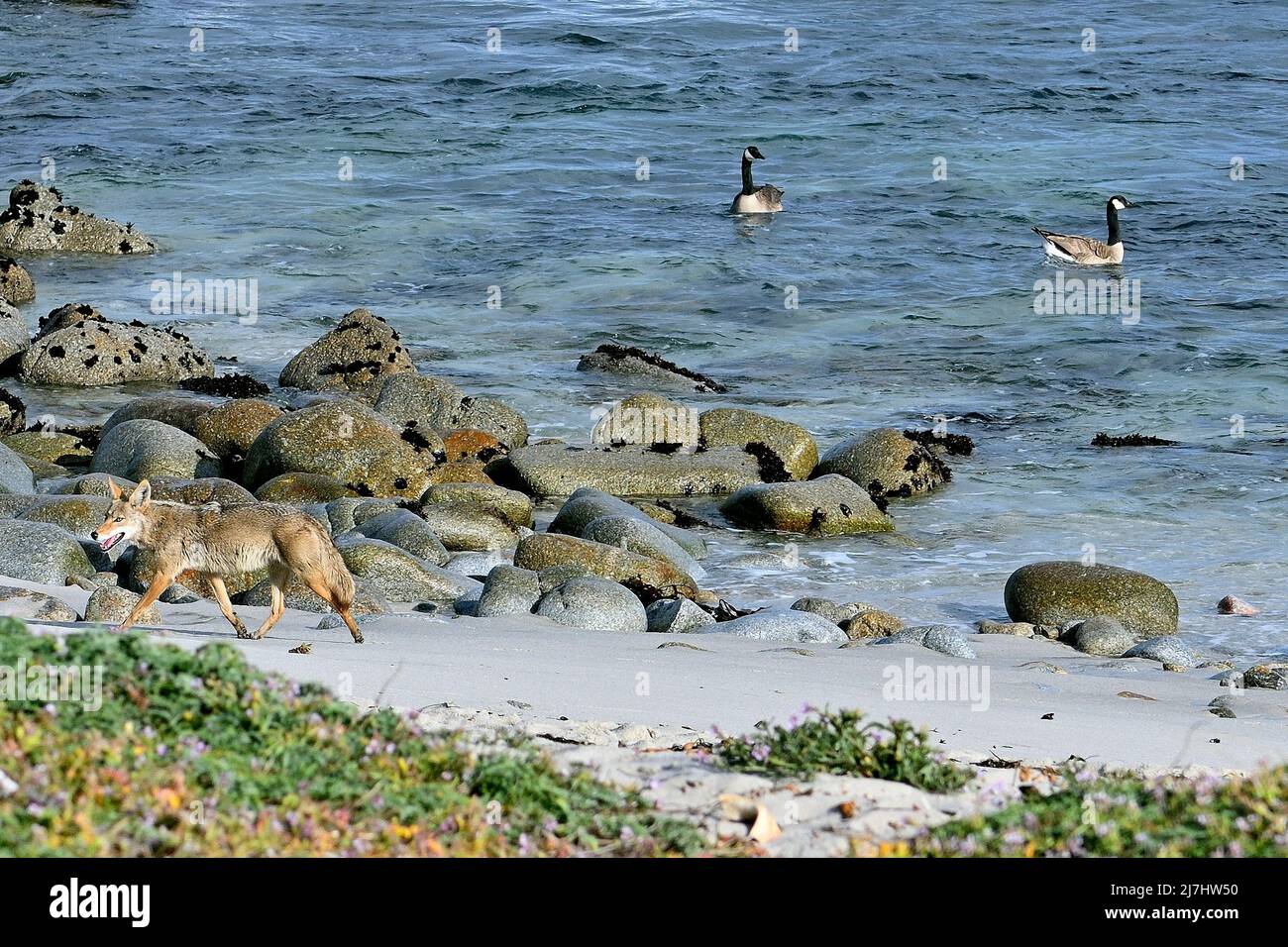 Wolf chase coyote hi-res stock photography and images - Alamy