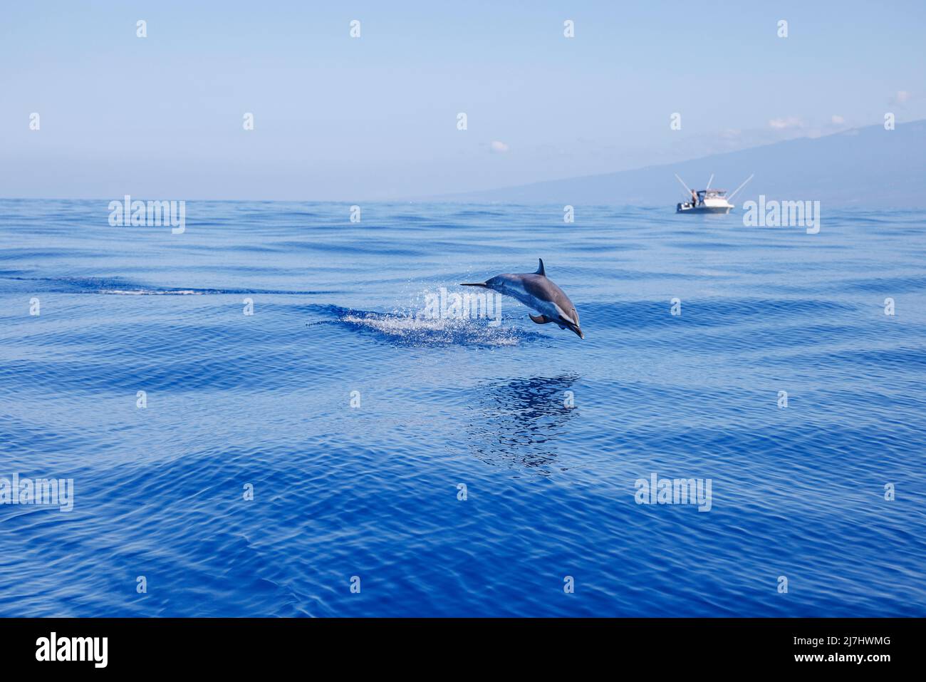 A pantropical spotted dolphin, Stenella attenuata, leaps out of the open Pacific near a fishing vessel off the Big Island of Hawaii, Pacific Ocean, Un Stock Photo