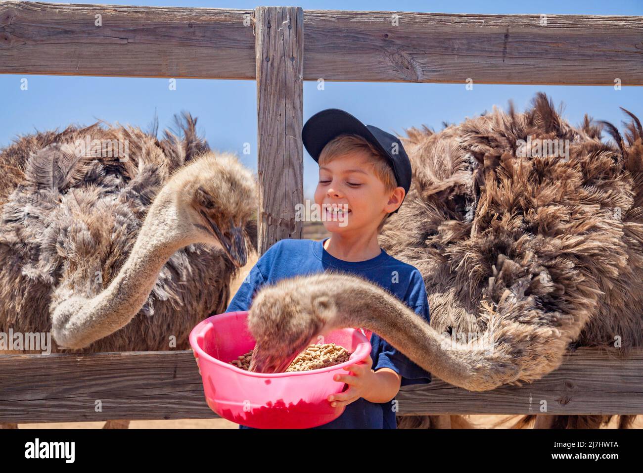 A young boy (MR) feeding ostriches at the ostrich farm on the island of Curacao, Netherlands Antilles, Caribbean. Stock Photo