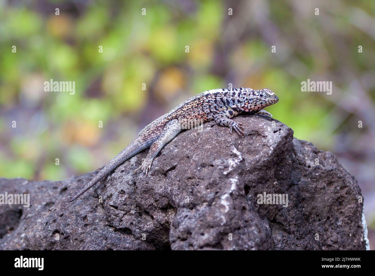 The galapagos lava lizard, Microlophus albemarlensis, is a species only found on the Galapagos islands in Ecuador. Stock Photo