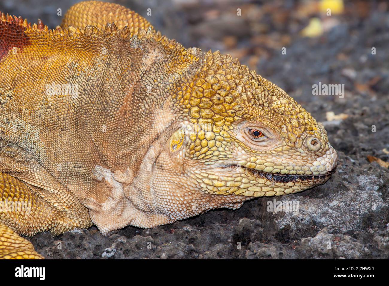 A close look at the head of an endemic Galapagos land iguana, Conolophus subcristatus, Santa Cruz Island, Galapagos, Equador. Stock Photo