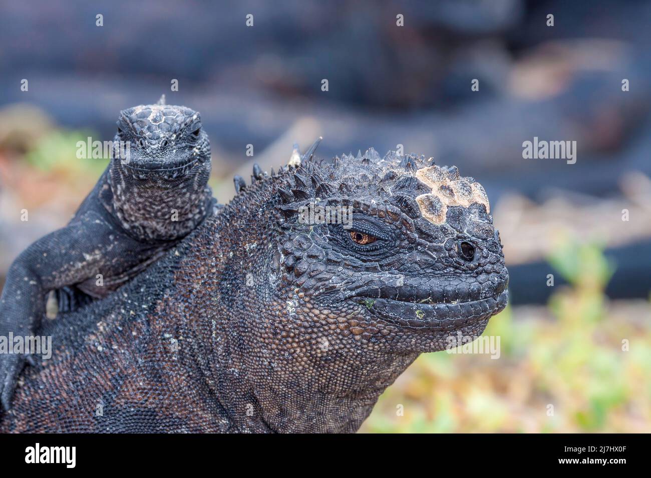A pair of marine iguana, Amblyrhynchus cristatus, (endemic) basking in the sun, Galapagos, Equador. Stock Photo