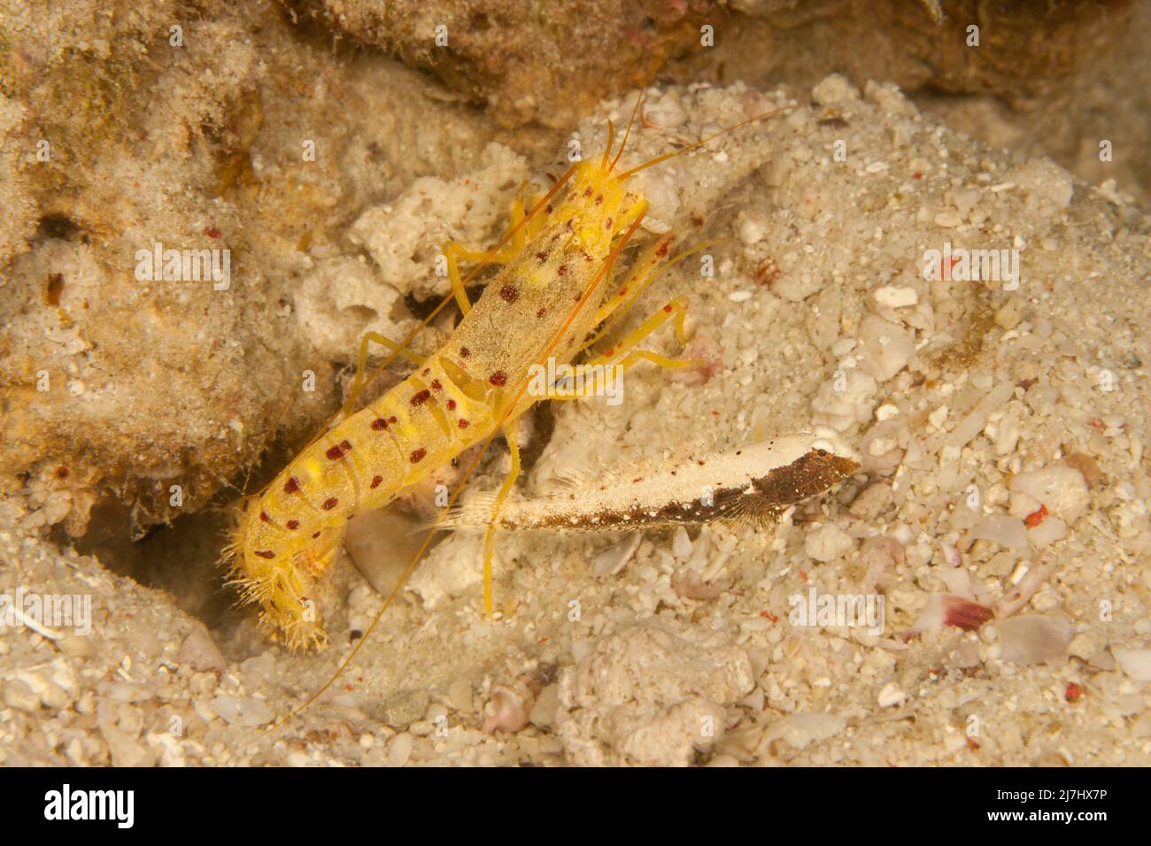 A juvenile saddled shrimpgoby, Cryptocentrus leucostictus, living in a symbiotic relationship with a blind snapping shrimp, Alpheus sp. not yet named Stock Photo
