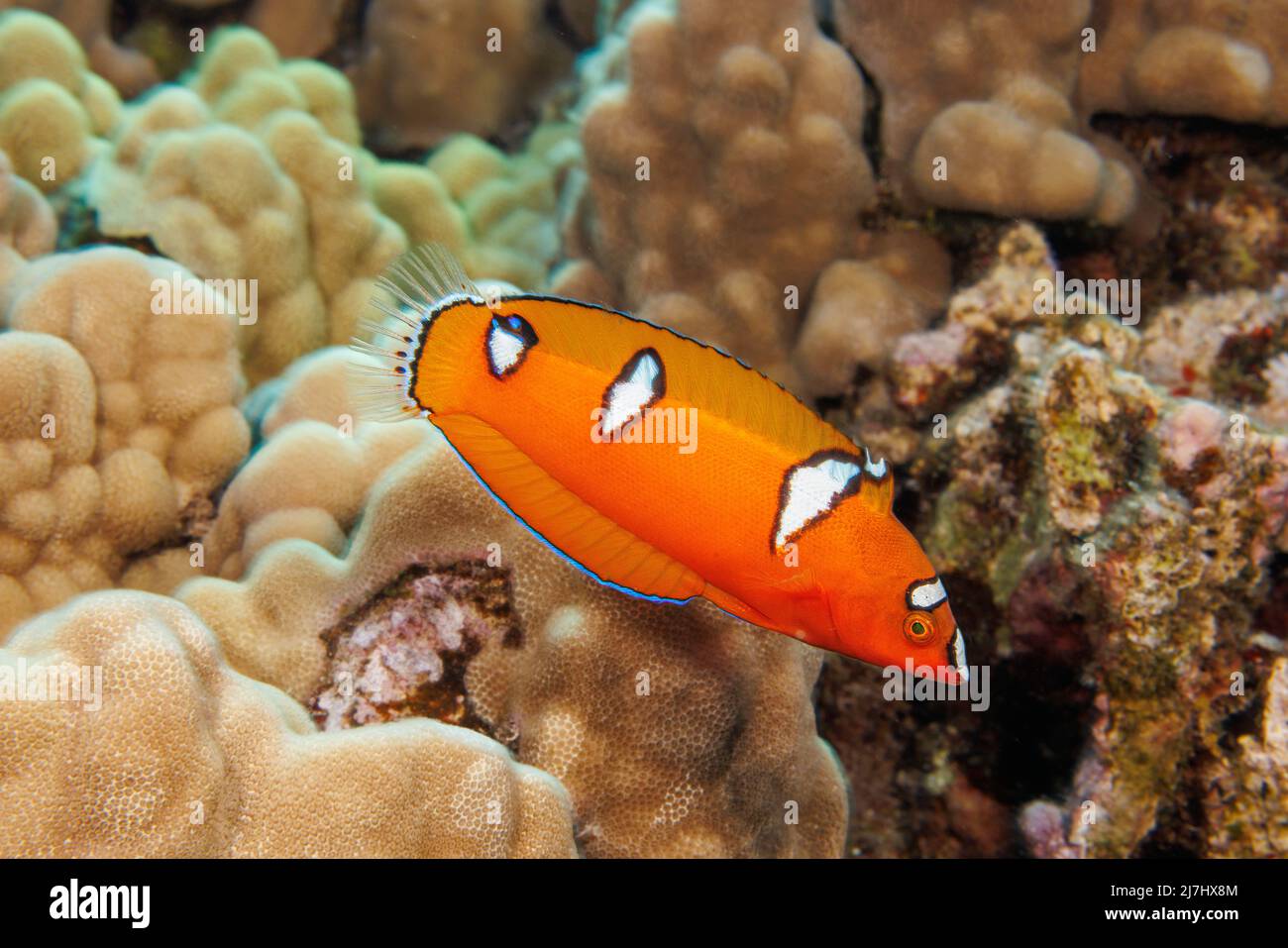 This juvenile yellowtail wrasse, Coris gaimard, looks completely different as an adult, Hawaii. Stock Photo