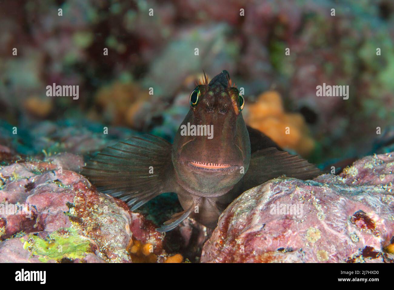 The large-banded Blenny, Ophiblennius steindachneri, can be found close to cracks and holes in the reef around the Galapagos Islands, Ecuador. Stock Photo
