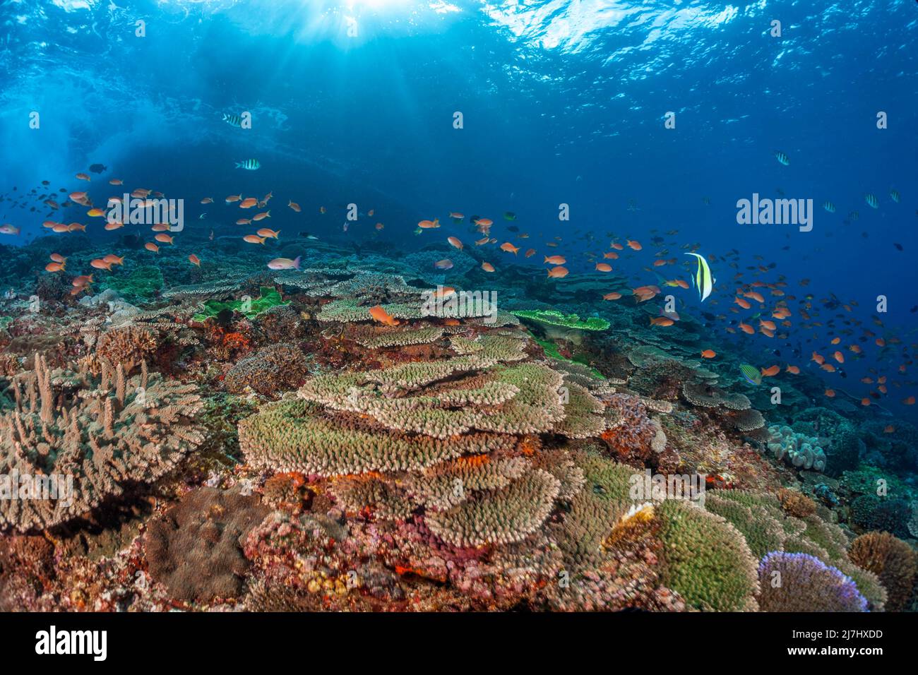 Hard coral along with schooling anthias and various reef fish, dominate this underwater scene, Crystal Bay, Nusa Penida, Bali Island, Indonesia, Pacif Stock Photo