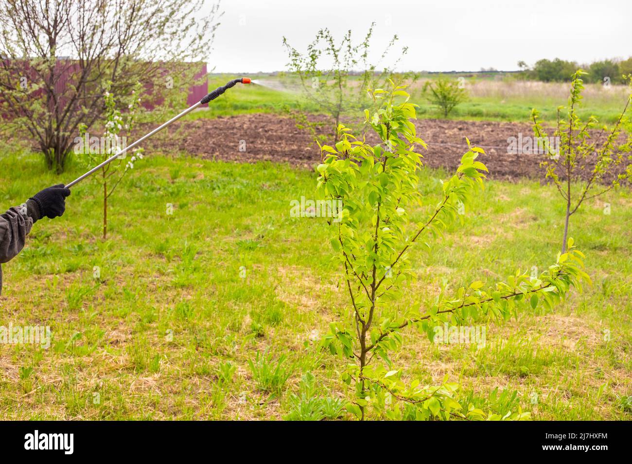 spraying fruit trees from diseases and pests with a spray solution