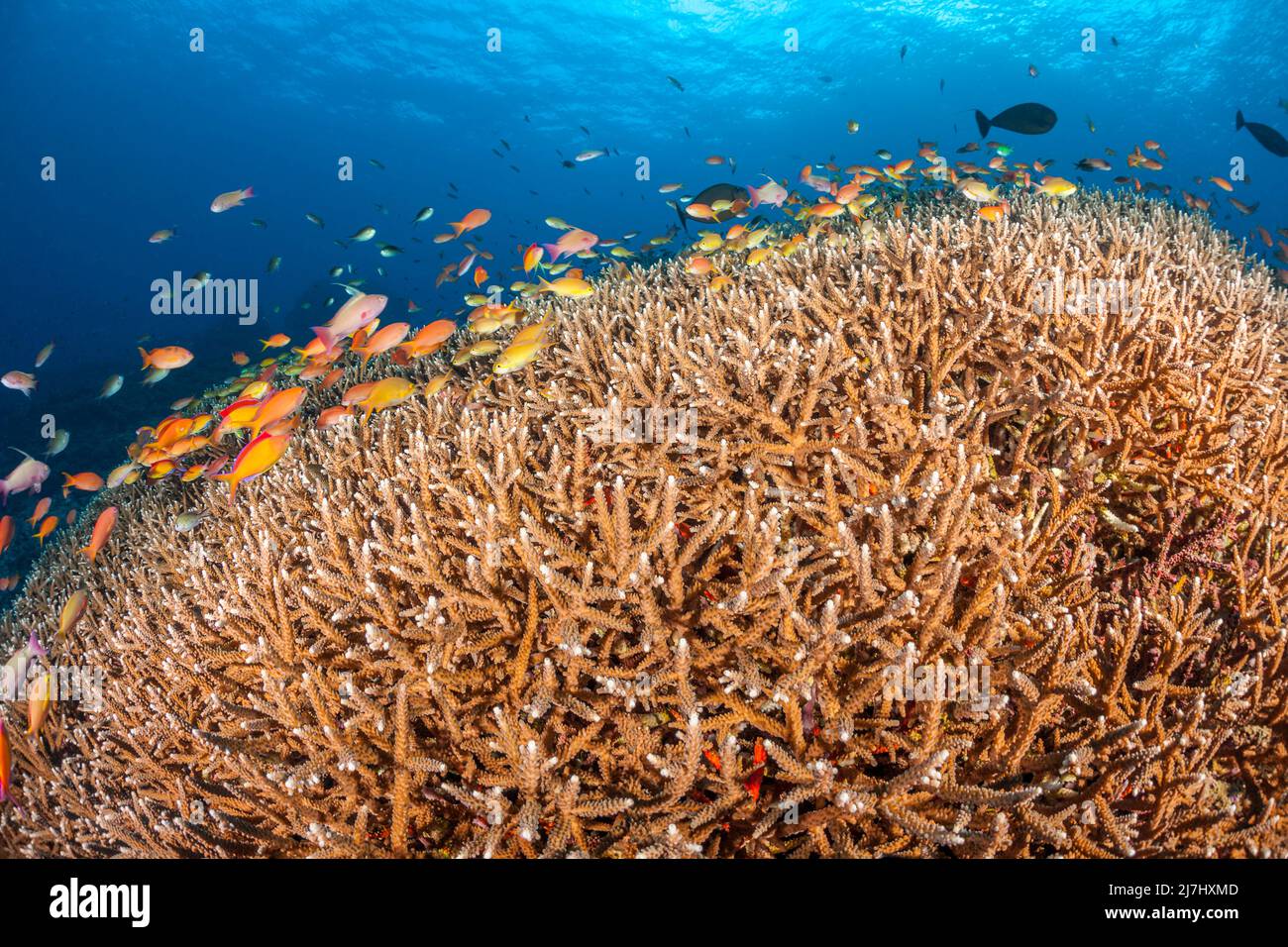 A enormous bed of delicate hard coral along with schooling anthias and various reef fish, dominate this underwater scene, Crystal Bay, Nusa Penida, Ba Stock Photo