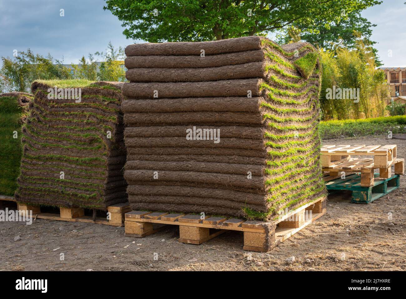 Sod grass on the pallet, fresh grass carpet rolls ready to be installed Stock Photo