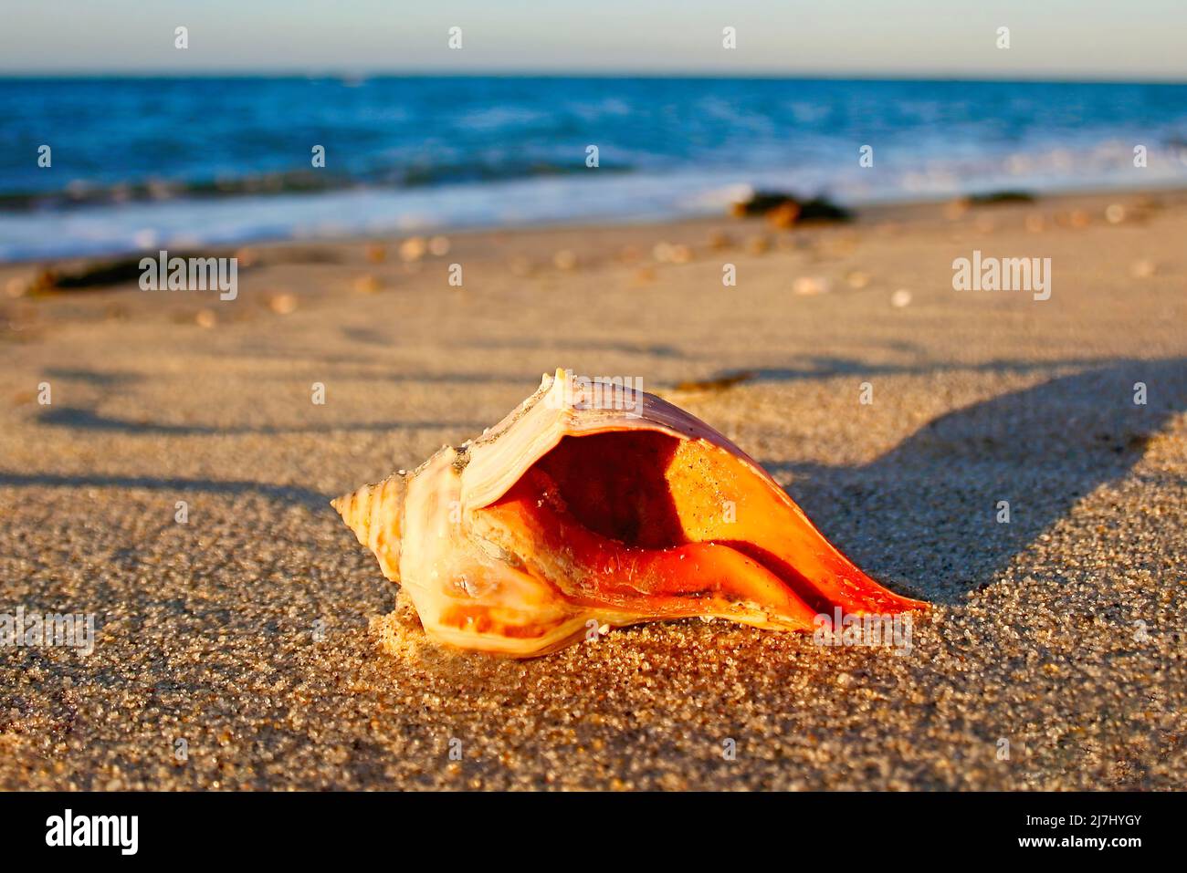 Orange Whelk Shell at Chatham, Cape Cod Stock Photo - Alamy