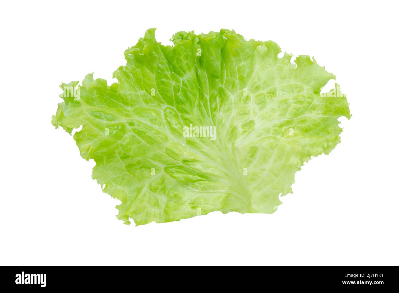 Lettuce. Salad leaf isolated on white background with clipping path Stock Photo
