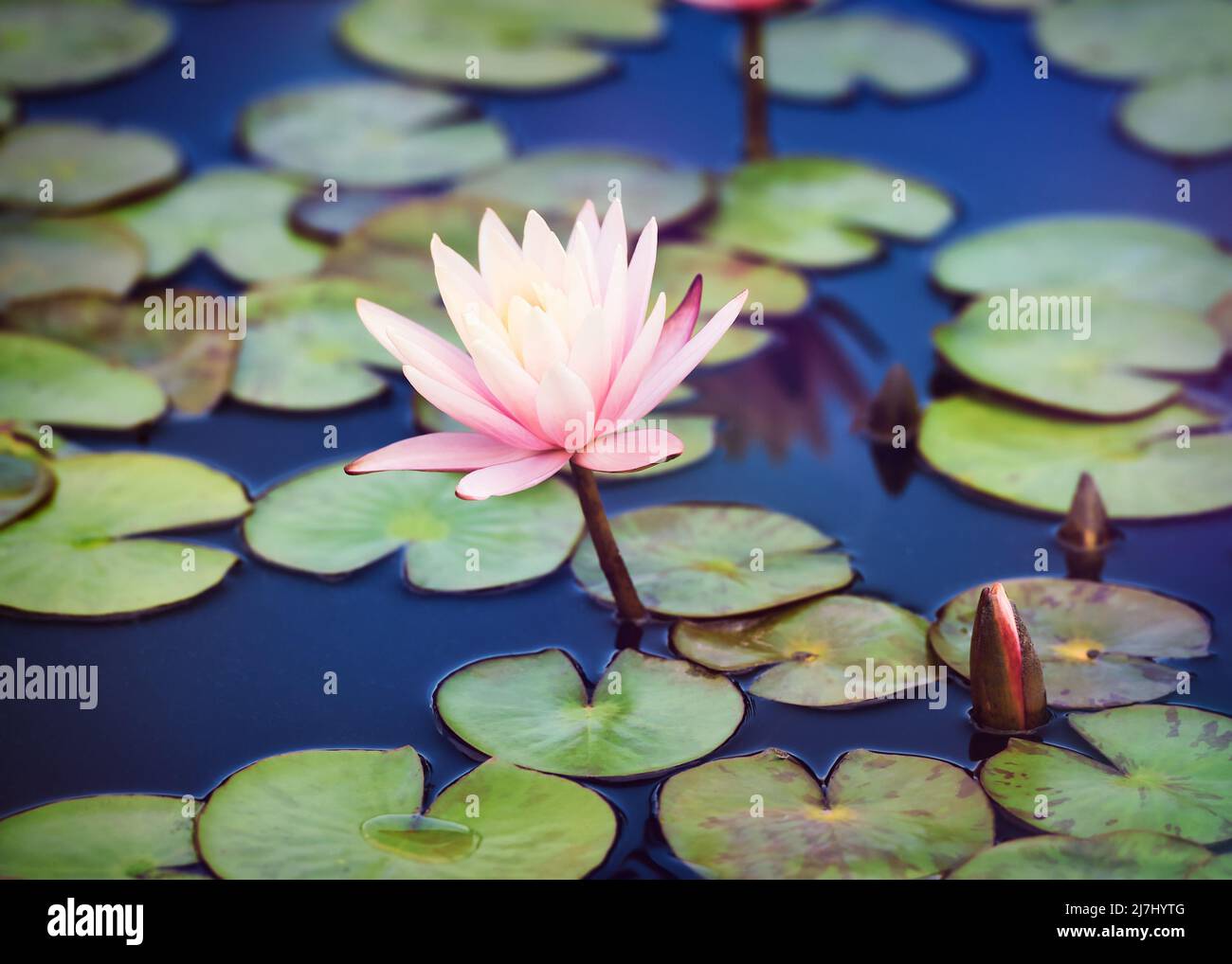 Water lily lotus flower in pond green leaves Stock Photo - Alamy