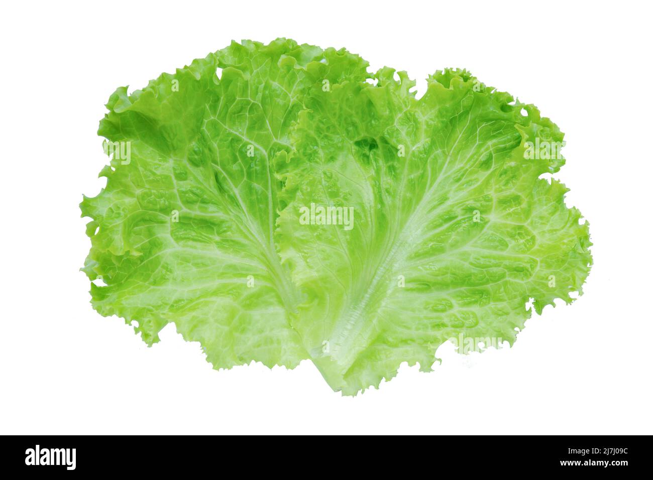 Lettuce. Salad leaf isolated on white background with clipping path Stock Photo