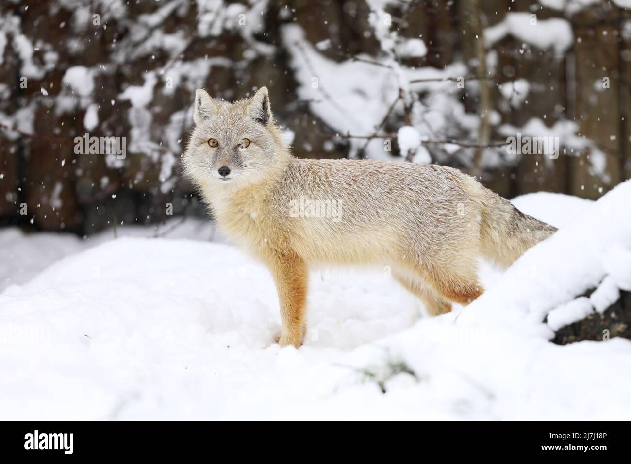 Corsac Fox, Vulpes corsac, in the nature habitat, found in steppes, semi-deserts and deserts in Central Asia Stock Photo