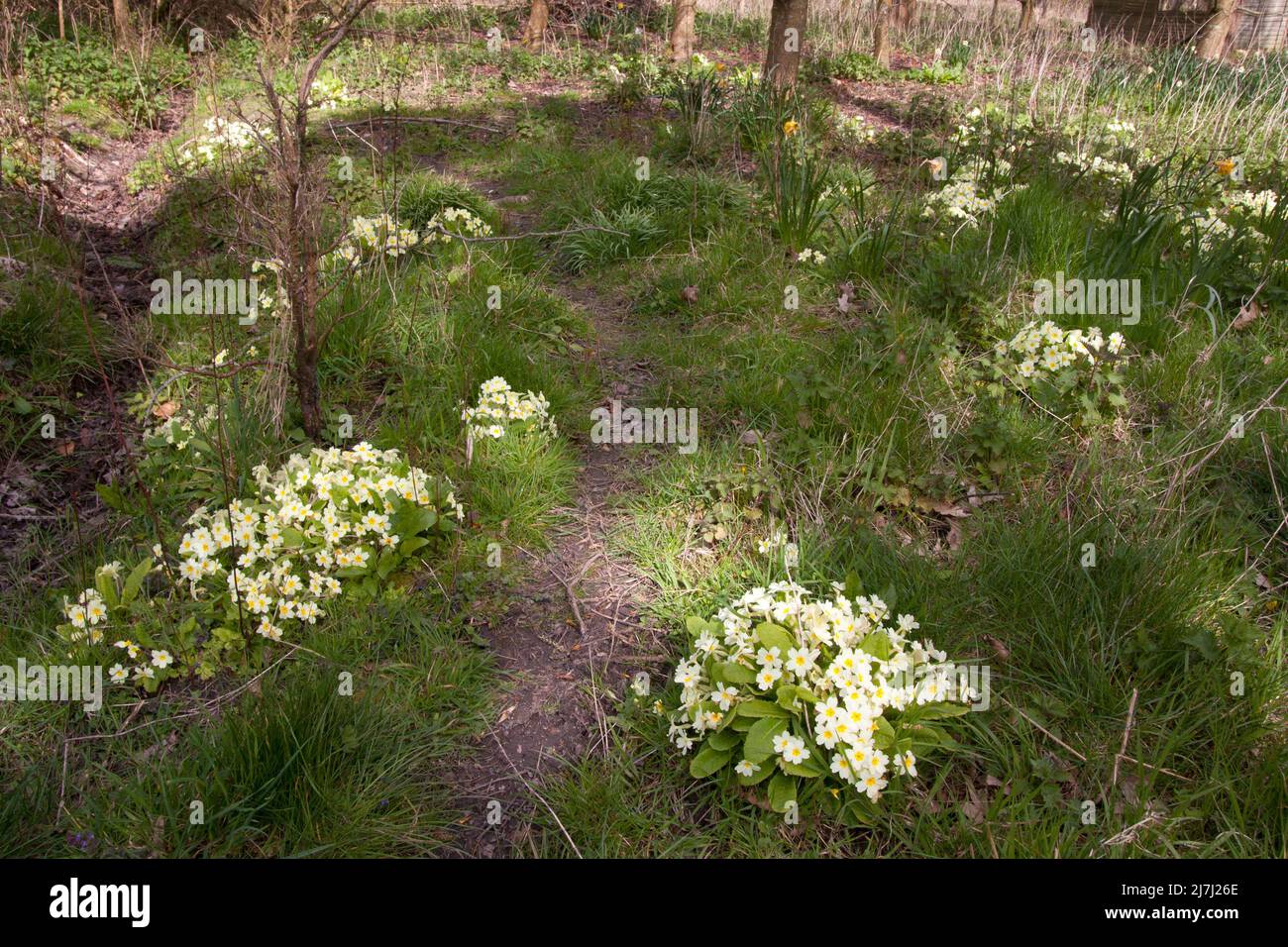 Binstead, West Sussex, England, primroses growing in woods designated for Arundel bypass 2021 Stock Photo