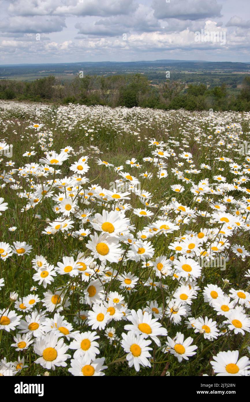 South Downs Way at Kitser Hill, Storrington, West Sussex, England, during a springtime burst of oxeye daisies (leucenthemum vulgare) Stock Photo