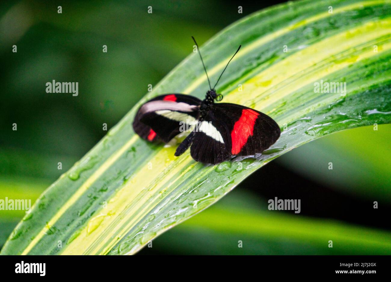 Postman Butterfly Calgary Zoo Alberta Stock Photo Alamy